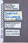 Etikette zu Sephilus formosanus (NHMW-ZOO-COL-0010493)